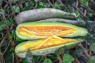 延安网红吃瓜,揭秘网红圈背后的故事