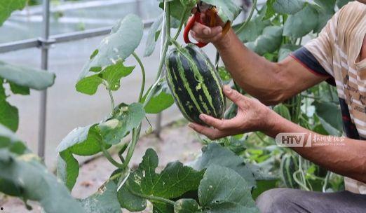 杭州吃瓜网红事件,网络舆论的风暴与反思  第3张