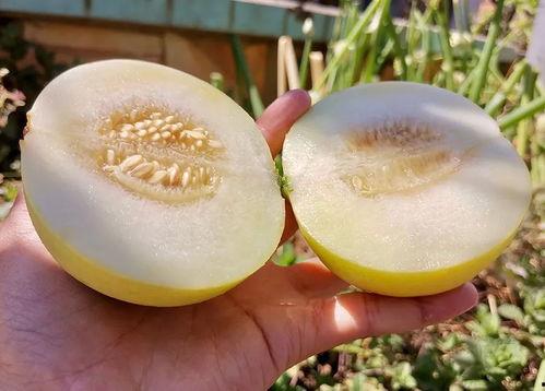 新疆网红甜心宝贝吃瓜  第3张