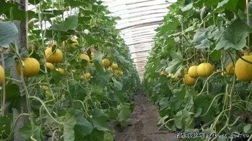 吃瓜是网喷吗,网络喷子的真实面目揭秘  第2张