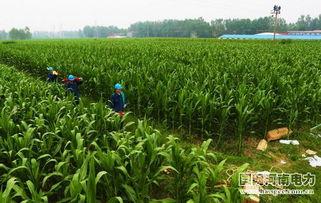 国网河南省电力公司吃瓜,吃瓜群众眼中的电力守护者风采  第3张