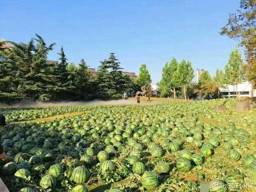 南农大学网红吃瓜事件,校园风波背后的真相揭秘  第2张