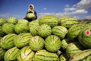 中卫网红怎么吃瓜,揭秘吃瓜达人如何玩转网络热点  第3张
